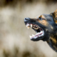 Aggressive dog shows dangerous teeth